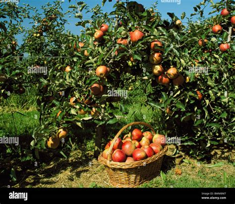 Idared Apple Hi Res Stock Photography And Images Alamy