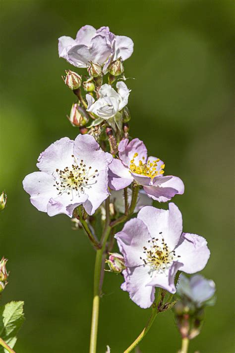 Multiflora Rose From Rockland County NY USA On May 31 2023 At 09 59