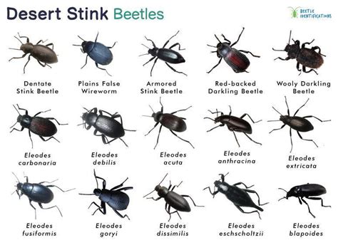 Darkling Beetles – Identification, Life Cycle, Facts & Pictures