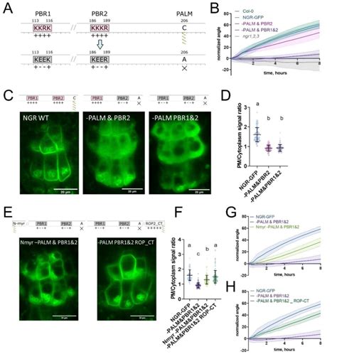 Polybasic Regions And A Palmitoylation Site Mediate Ngr Membrane