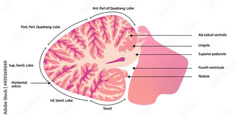 Cerebellum Sagittal Section Of The Cerebellum Anatomy Structures Stock Vector Adobe Stock