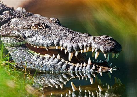 American crocodile | Size, Habitat, Range, & Facts | Britannica