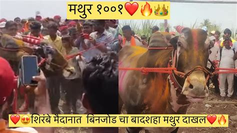 ️😍🔥शिरंबे मैदानात बिनजोड चा बादशहा मथुर दाखल🔥 ️ Bailgadasharyat King Share Mathur Bailgada