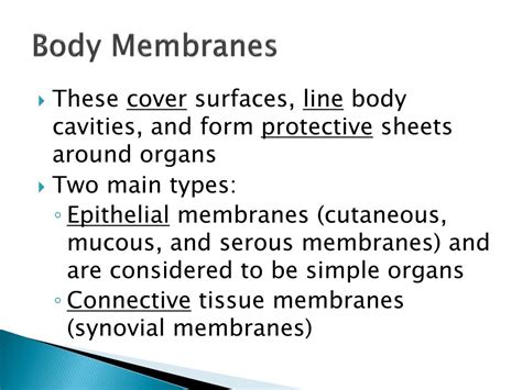 Ppt Body Membranes Powerpoint Presentation Free Download Id2359913