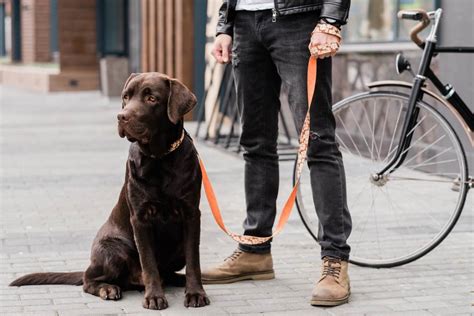 Cuántas veces hay qué sacar a pasear a un Dálmata Blog de ADOPTA un