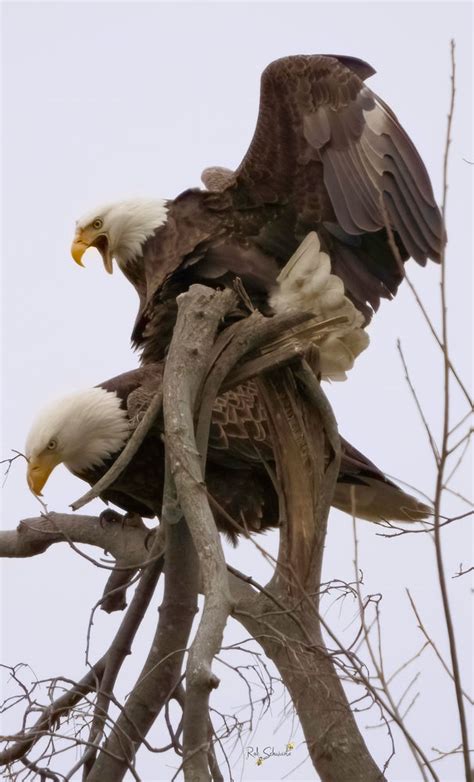 It S Mating Time For Our Eagles Xxx