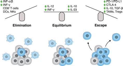 Innate And Adaptive Immune Responses In Cancer In Recent Years The