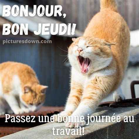 Bon Jeudi Humour Image Le Chat B Ille Picturesdown