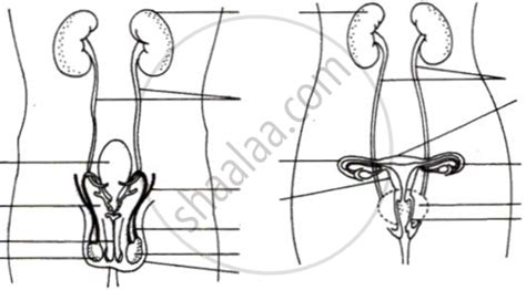 Mention The Total Number Of Chromosomes Along With The Sex Chromosomes