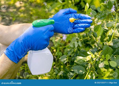 Treatment In The Garden Of Young Shoots Of Roses From Aphids