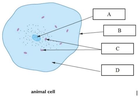 Igcse Biology Cell Structures Flashcards Quizlet