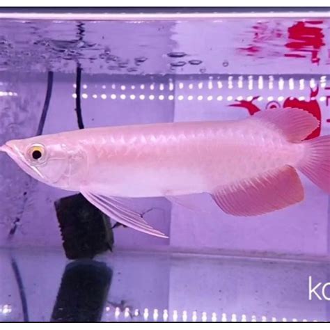 Jual Ikan Hias Arwana Super Red Kalimantan Arowana Air Tawar Aquarium