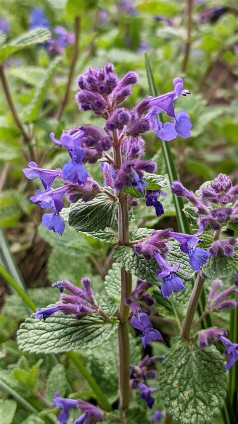 How To Grow Nepeta Cataria Earthone