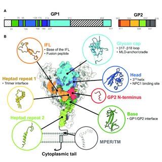 Ebolavirus GP Functional And Antigenic Domain Structure A