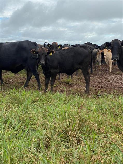 Tricross Wagyu X F1 Angus Nelore Crossbreeding