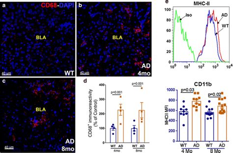 Macrophages Microglia Display Increased Activation In Xfad Mice