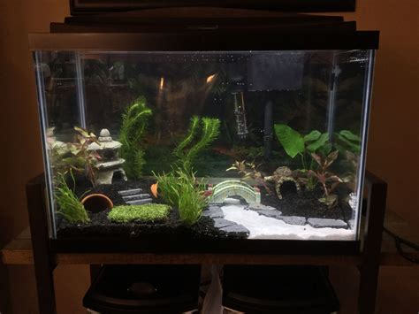 My Newly Planted Betta Sorority 20 Gallon