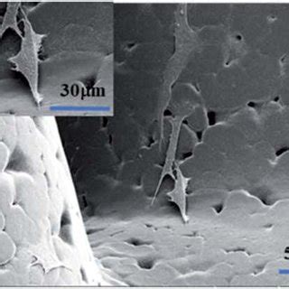 Sem Images Of Mc T E Cells On Scaffolds A Pcl B Pcl Ha C