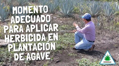 Momento adecuado para aplicar herbicida en plantación de Agave YouTube