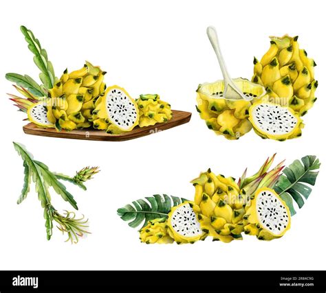 Yellow Pitahaya Dragon Fruit Watercolor Illustration Collection With