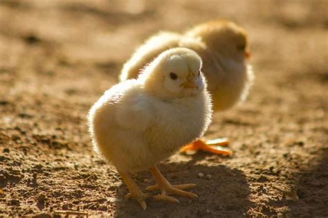 3 Daur Hidup Ayam Jenis And Cara Berkembang Biak