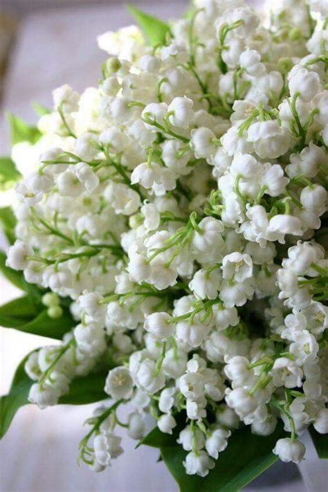 Pin by Мария Косарева on цветы | Amazing flowers, Lily of the valley ...