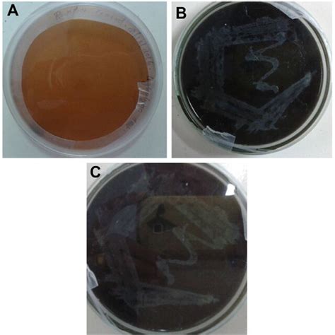 Laccase Lignin Peroxidase And Manganese Peroxidase Assays Results Of