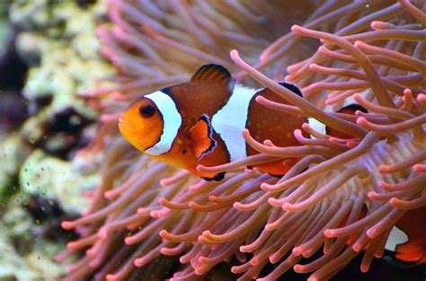 Image libre Algues poissons mer eau colorés