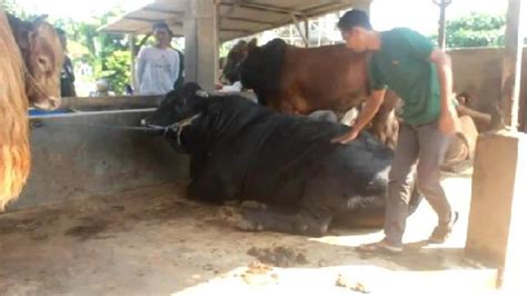 Intip Penampakan Sapi Kurban Presiden Jokowi Di Lampung Miliki Berat