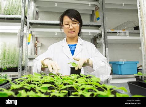 Female Scientist Selecting Plant Sample In Greenhouse Lab Stock Photo