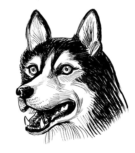 Husky Dog Head Drawing Stock Illustrations – 3,903 Husky Dog Head ...