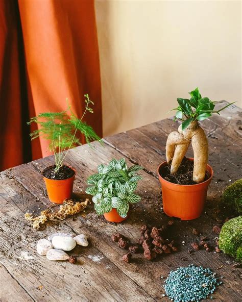 Guide ultime des plantes pour terrarium découvrez les espèces idéales