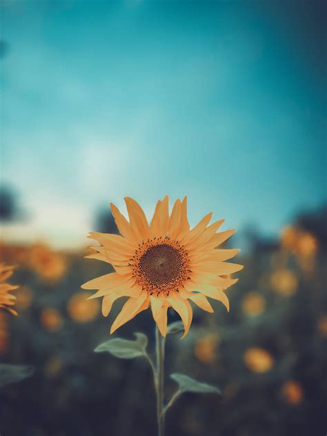 Sunflower Movie Photos Download The Best Free Sunflower Movie Stock