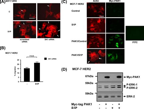 Effect Of Sirna Knockdown Of Sk And Myc Tagged Pak Overexpression On