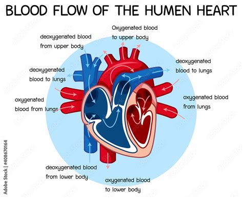 Diagram of Blood Flow of the Human Heart Stock Vector | Adobe Stock