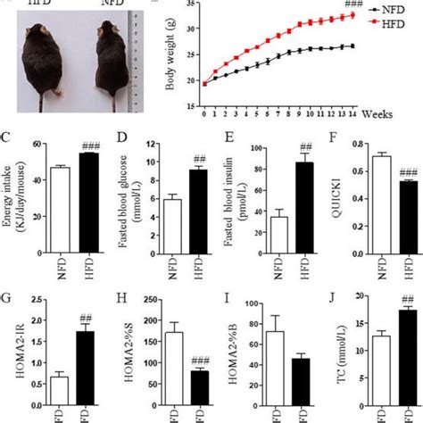 Characteristics Of HFD Induced Obese Mice C57BL 6 Mice Were Fed With