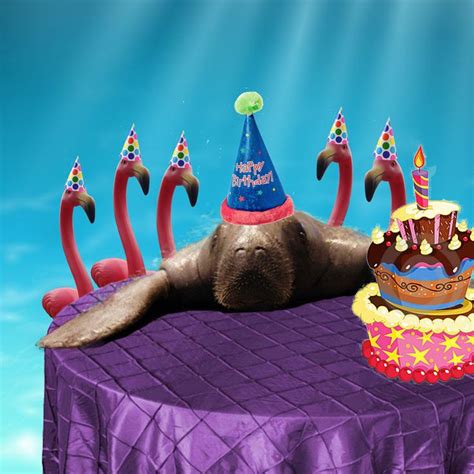 7 Best Manatee Birthday Images On Pinterest Manatees Atelier And