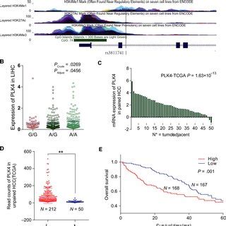 Overexpression Of Plk Promotes Hcc Cell Proliferation And Migration