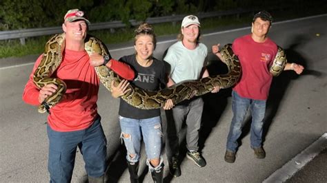 Video Shows Florida Teen Catching A Record Breaking 19 Foot Python