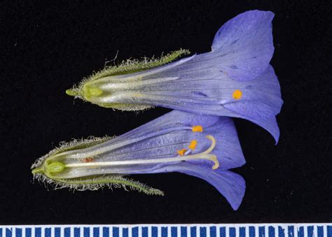 Polemonium Acutiflorum Polemoniaceae Image At Phytoimages Siu Edu