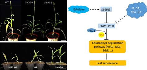 乙烯响应因子sbwrky50通过表观遗传途径抑制叶绿素降解延迟高粱叶片衰老 生物通