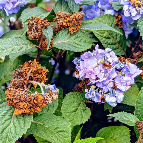 Deadheading Hydrangeas The Simple Way To Keep Your Flowers Blooming