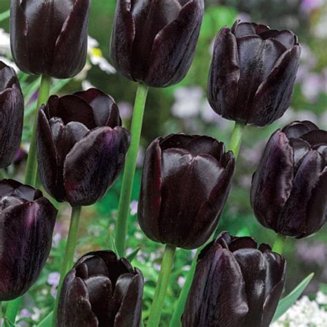 Queen of Night Tulip | BrecksBulbs.ca