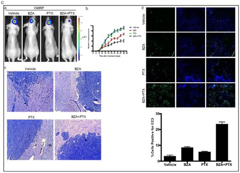 Bazedoxifene Combined With Paclitaxel Further Suppressed Glioblastoma