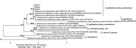 Outbreaks Of Streptococcus Gallolyticus Subsp Pasteurianus In Goslings