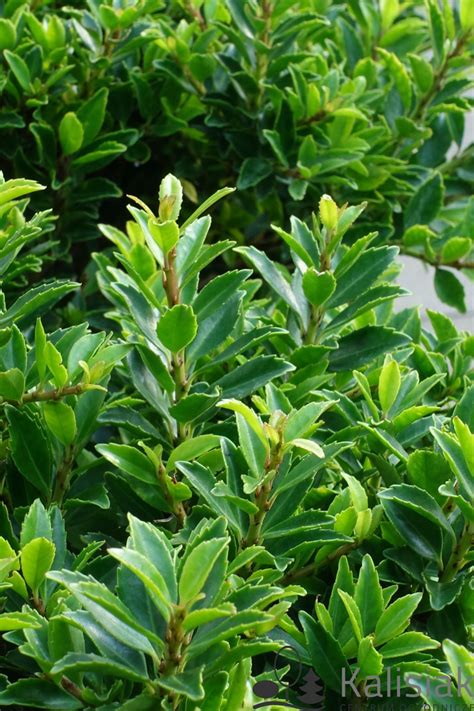 Ilex Crenata Glory Gem Ostrokrzew Karbowanolistny