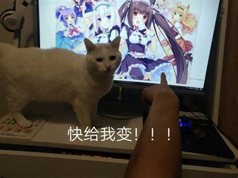 给我变！漫画家将猫猫拟人化，《我家的猫是女孩子》漫画推荐给你 知乎