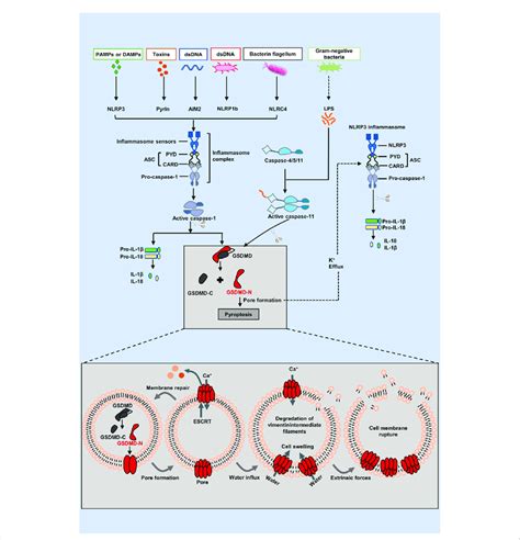 The Canonical And Non Canonical Inflammasome Pathways Of The