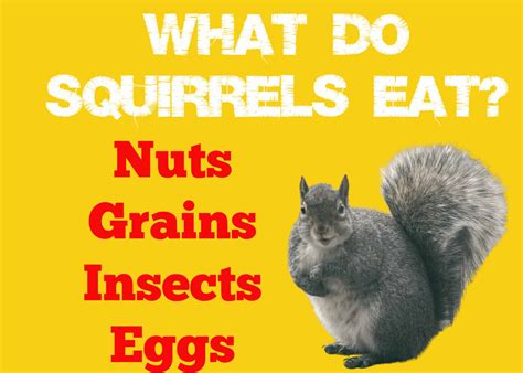 What Squirrels Love to Eat: A Journey through Their Dietary Habits ...