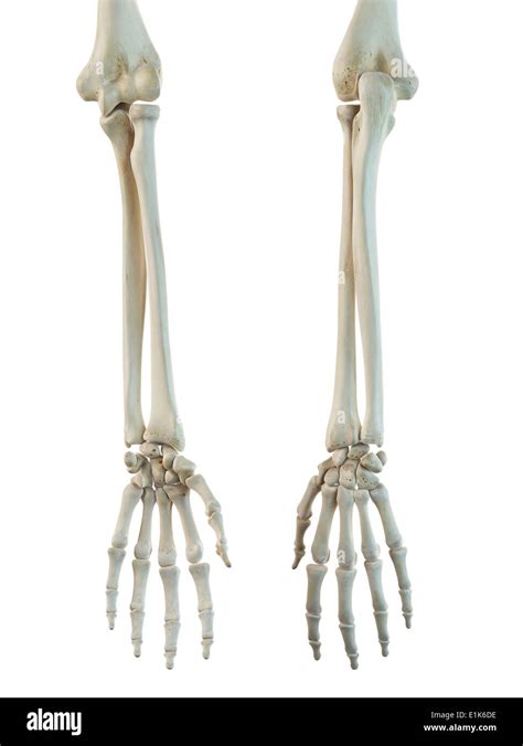 Human Arm Bones Hi Res Stock Photography And Images Alamy